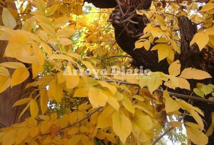 Bien de otoño. Los árboles visten de amarrillo