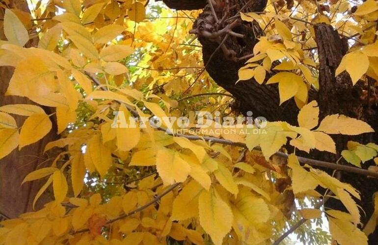 Bien de otoño. Los árboles visten de amarrillo