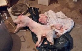 Entre los elementos secuestrados se encuentran freezer y animales faenados.