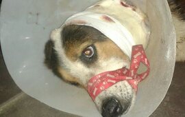 Foto: Gentileza Sol Bozzo