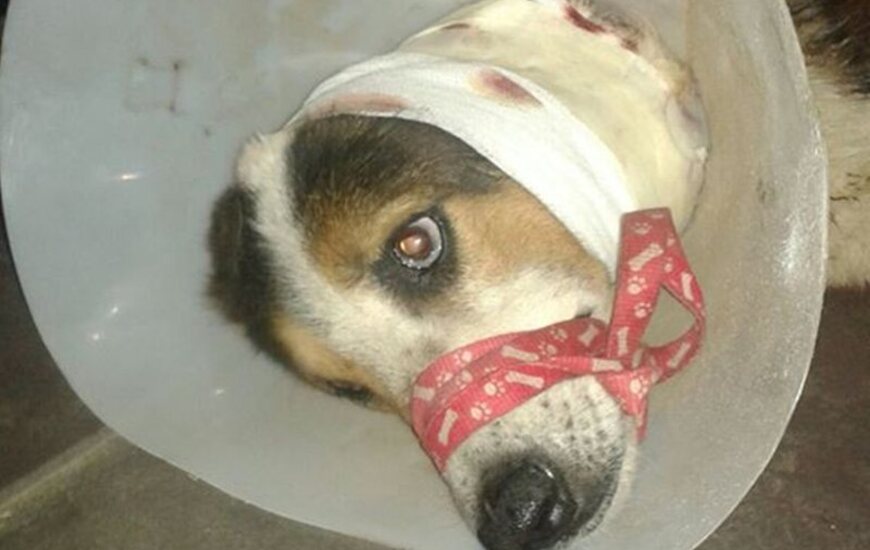 Foto: Gentileza Sol Bozzo