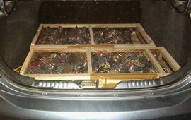 Los ejemplares fueron liberados. Foto: Gendarmería