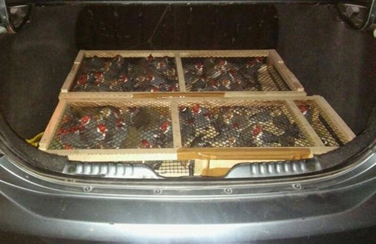 Los ejemplares fueron liberados. Foto: Gendarmer&iacute;a