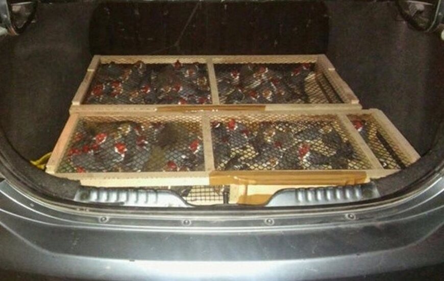 Los ejemplares fueron liberados. Foto: Gendarmer&iacute;a