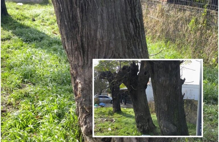 En fotos. Las im&aacute;genes y el reclamo que se hizo p&uacute;blico este lunes.