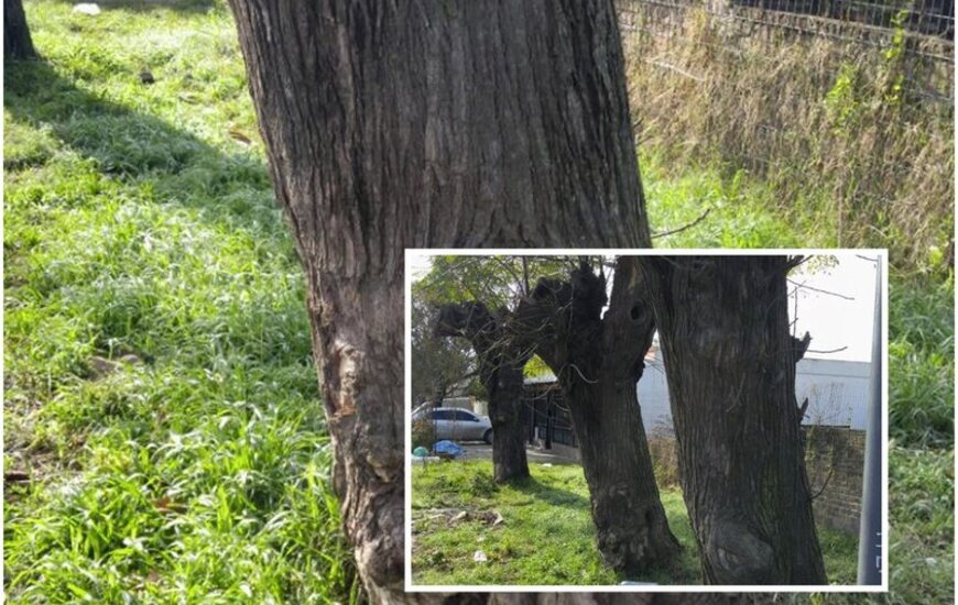 En fotos. Las im&aacute;genes y el reclamo que se hizo p&uacute;blico este lunes.