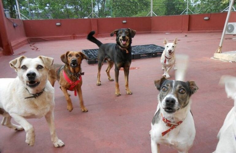 Imagen de Los perros pueden distinguir entre personas ego&iacute;stas y generosas