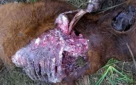 Imagen de Un misterio: Aparecieron vacunos mutilados