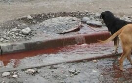 Imagen de Encuentran restos de animales en las cloacas de un barrio salteño