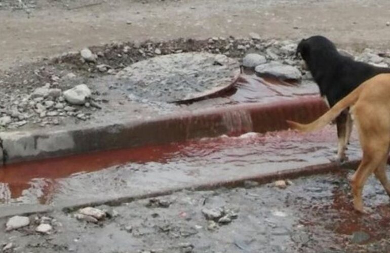 Imagen de Encuentran restos de animales en las cloacas de un barrio salte&ntilde;o