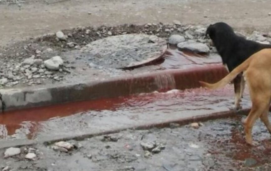 Imagen de Encuentran restos de animales en las cloacas de un barrio salteño