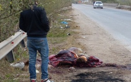 Restos. Tras el incidente, los vecinos faenaron a la yegua