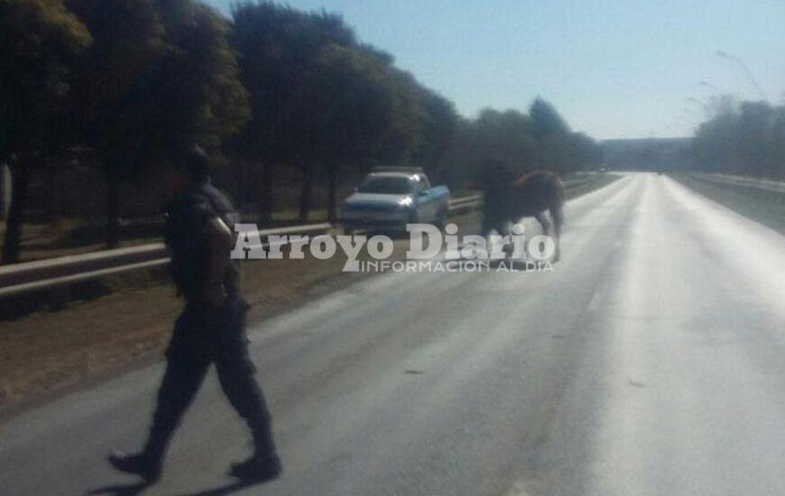 Imagen de Un peligro: Caballos sueltos sobre Ruta 21