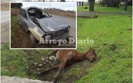 Imagen de Accidente: Dos caballos se le cruzaron mientras iba por la ruta
