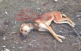 Imagen de Ahorcaron a un perro y lo golpearon hasta matarlo