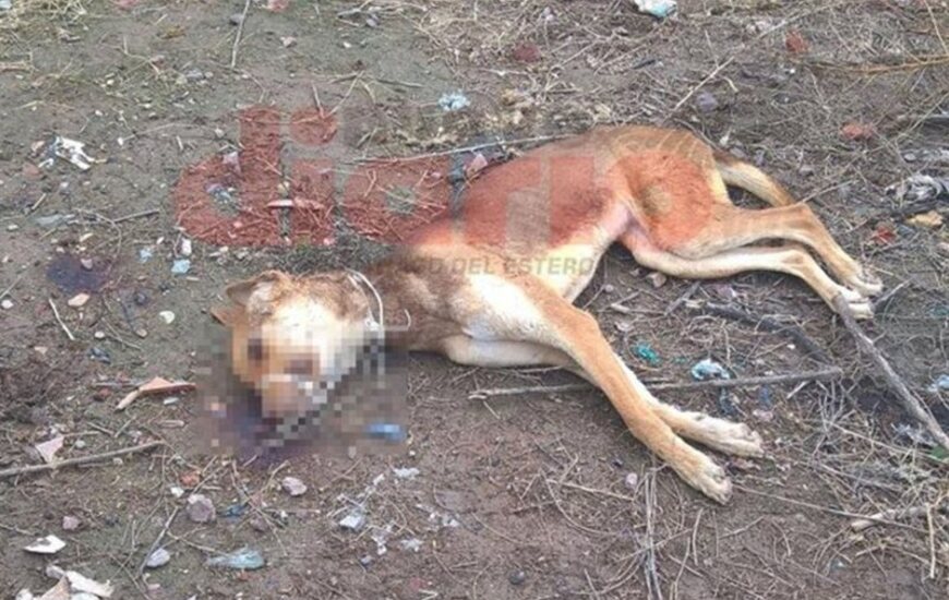 Imagen de Ahorcaron a un perro y lo golpearon hasta matarlo