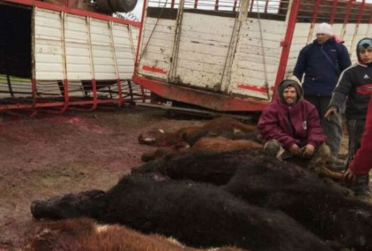 Imagen de Vuelco de un camión jaula provocó la muerte de más de una decena de vacas