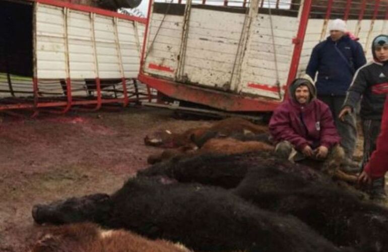Imagen de Vuelco de un camión jaula provocó la muerte de más de una decena de vacas