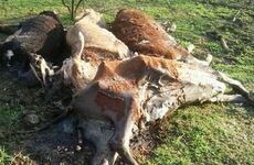 Imagen de Barrio Acevedo: denuncian misteriosas muertes de animales en un campo