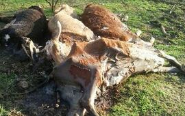 Imagen de Barrio Acevedo: denuncian misteriosas muertes de animales en un campo
