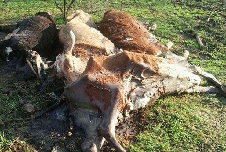 Imagen de Barrio Acevedo: denuncian misteriosas muertes de animales en un campo