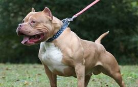 Imagen de Control de perros peligrosos llega a la Cámara de Diputados