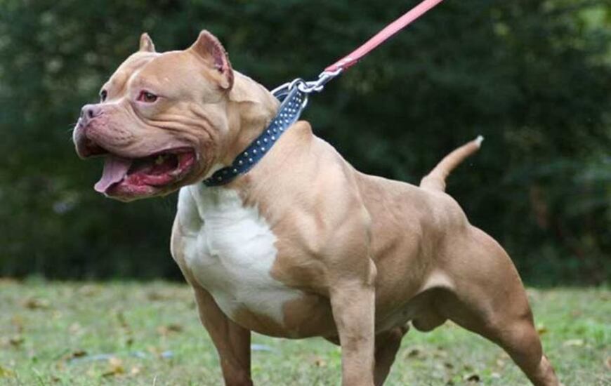 Imagen de Control de perros peligrosos llega a la C&aacute;mara de Diputados