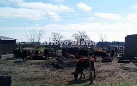 El campo de Calviño. El predio está ubicado en proximidad al Barrio Virgen del Luján.
