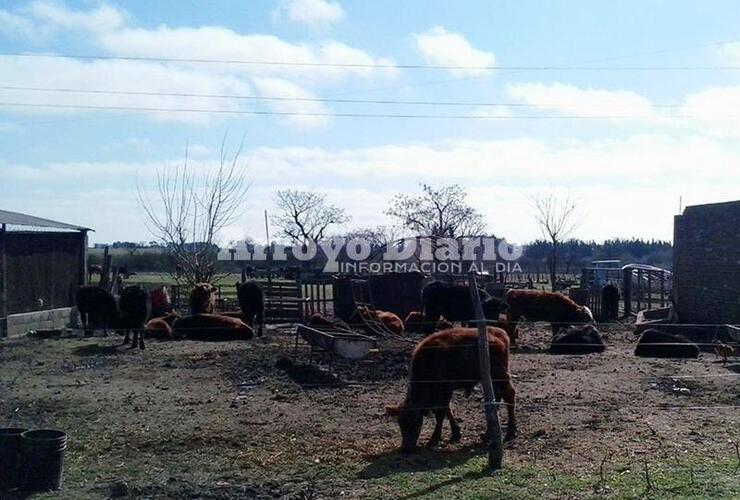 El campo de Calviño. El predio está ubicado en proximidad al Barrio Virgen del Luján.