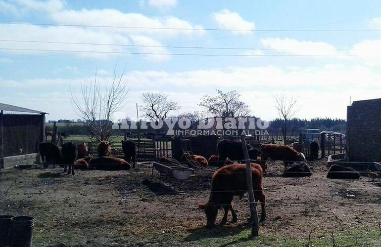 El campo de Calviño. El predio está ubicado en proximidad al Barrio Virgen del Luján.