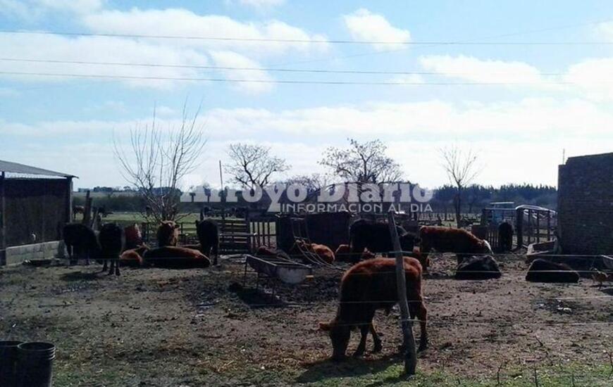 El campo de Calvi&ntilde;o. El predio est&aacute; ubicado en proximidad al Barrio Virgen del Luj&aacute;n.