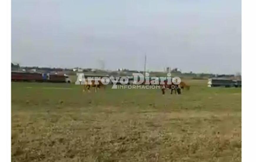 Foto. captura de pantalla de video