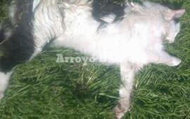 Fotos: Gentileza Eve Perfetto