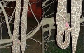 Fotos: Canal 2 Arroyo Seco