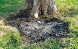 Imagen de La apuñalaron, metieron el cadáver en una valija y lo quemaron