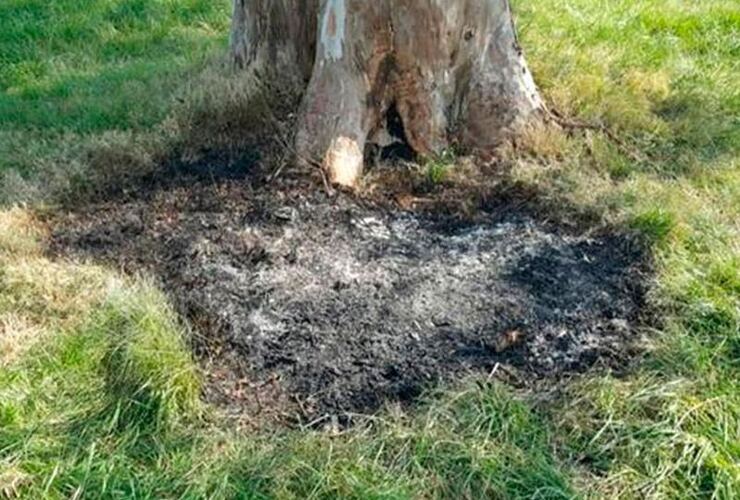 Imagen de La apuñalaron, metieron el cadáver en una valija y lo quemaron