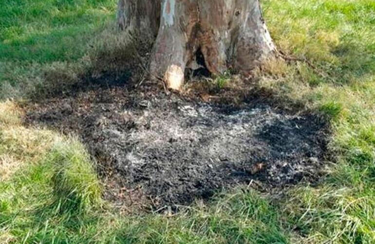 Imagen de La apuñalaron, metieron el cadáver en una valija y lo quemaron