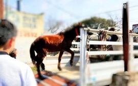 Imagen de Unos 80 caballos fueron rescatados de la calle