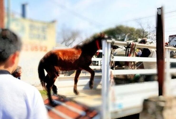 Imagen de Unos 80 caballos fueron rescatados de la calle