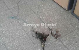 "Rarísimo". Así definió Di Doménico a este cable con pájaros colgados a los lados. Foto: Gentileza Nicolás Trabaina