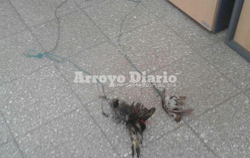 "Rar&iacute;simo". As&iacute; defini&oacute; Di Dom&eacute;nico a este cable con p&aacute;jaros colgados a los lados. Foto: Gentileza Nicol&aacute;s Trabaina