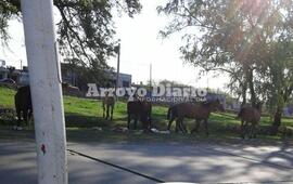 Sobre las fotos. Las imágenes fueron captadas por un vecino.