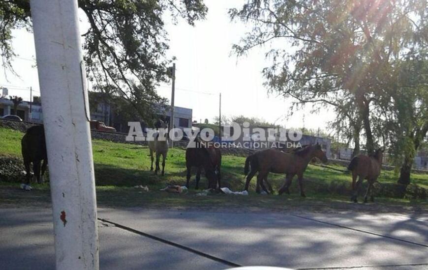 Sobre las fotos. Las im&aacute;genes fueron captadas por un vecino.
