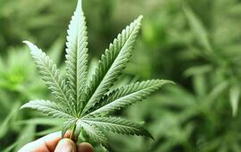 Todo por una planta. Se suman los casos de pacientes que tuvieron muchos resultados con cannabis y ninguno con remedios.