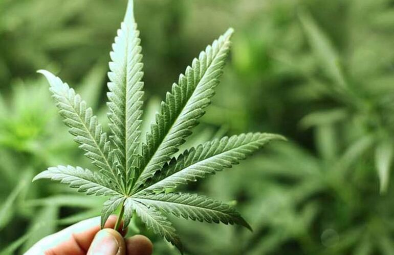 Todo por una planta. Se suman los casos de pacientes que tuvieron muchos resultados con cannabis y ninguno con remedios.