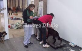 Control de peso. Además de las cirugías también las chicas realizan otros controles como por ejemplo el control de peso de cada animal.