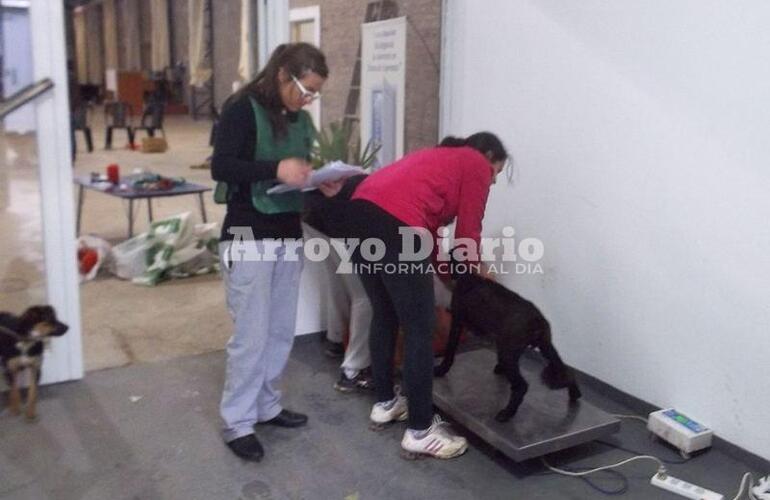 Control de peso. Adem&aacute;s de las cirug&iacute;as tambi&eacute;n las chicas realizan otros controles como por ejemplo el control de peso de cada animal.
