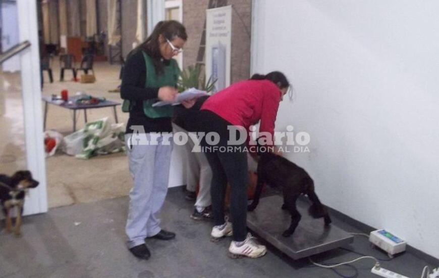 Control de peso. Además de las cirugías también las chicas realizan otros controles como por ejemplo el control de peso de cada animal.