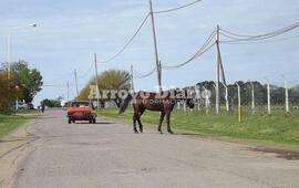 Muy cerca. El equino pasando muy cerca de uno de los autos que circulaba esta tarde por la zona.