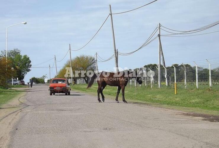 Muy cerca. El equino pasando muy cerca de uno de los autos que circulaba esta tarde por la zona.